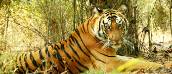 Bandhavgarh parc national