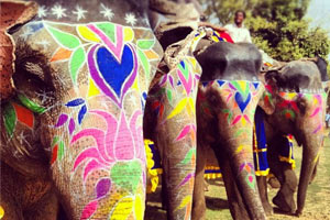 Festival des éléphants à Jaipur