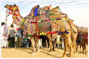 Camel Festival à Bikaner