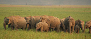 Jim Corbett parc national