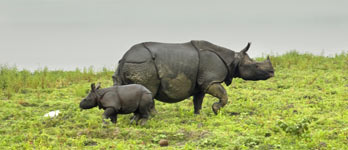 Kaziranga parc national