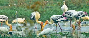 Keoladeo Ghana Bharatpur reserve ornithologique