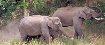 Parc national de Rajaji