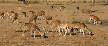 Sanctuaire de faune de Sariska